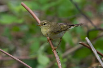 willow warbler