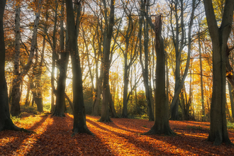 An early autumn morning amongst the Beech trees on Piper's Hill, a Worcestershire Wildlife Trust reserve