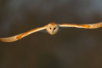 Barn Owl, UK