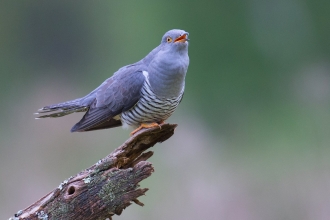 Cuckoo perched and in mid "cuckoo"