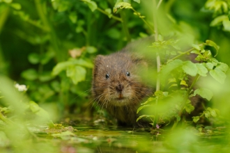 Water Vole looking at the camera
