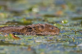 Water vole swimming