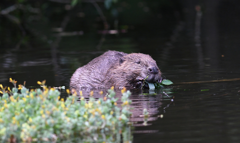 Beaver carrying a mouthful of greenery in its mouth through a body of water