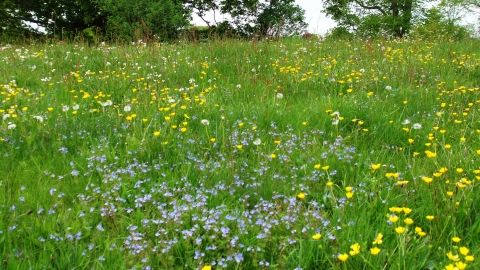 Cut-throat Meadow in bloom