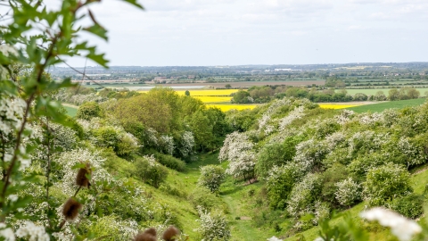 A view from Old Warden Tunnel with oilseed rape and hawthorn blooming