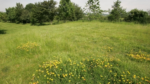 Southorpe Paddock credit. Wildlife Trust