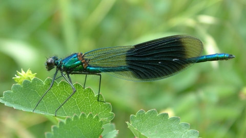 Banded Demoiselle on Great Burnet at Mill Crook