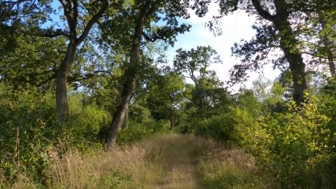 Oak trees and coppice plots at Hayley Wood 