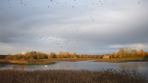 Godmanchester at sunset with birds in flight