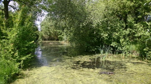 Image of Cople Pits
