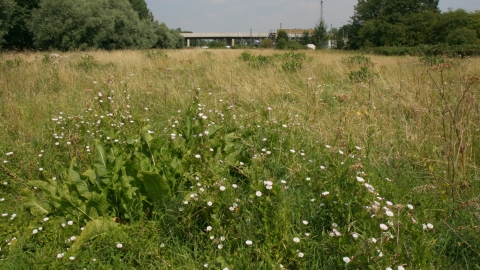 Image of Glebe Meadow