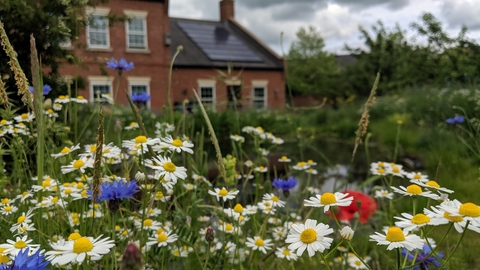Wildflowers and pond at The Manor House Cambourne by Rebecca Neal