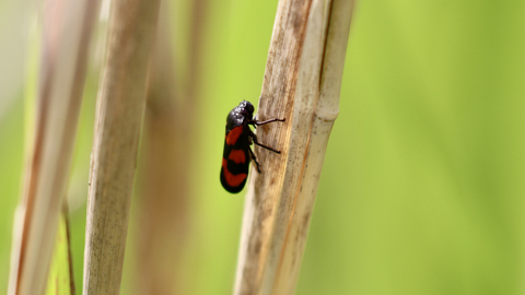 Black and red froghopper on reed
