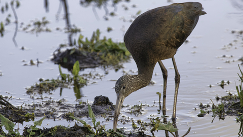 A glossy ibis probing a muddy pool margin with its beak