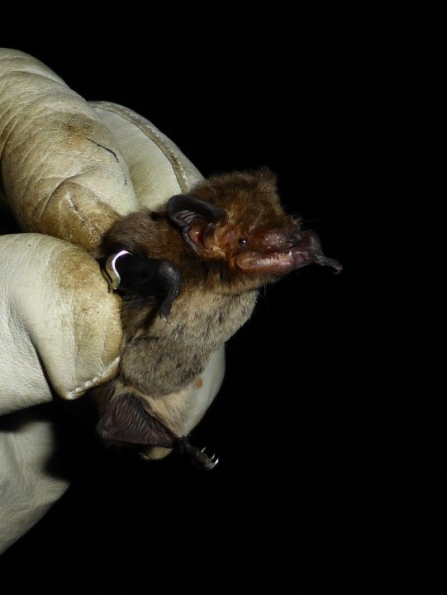 Nathusius' pipistrelle bat in the hand