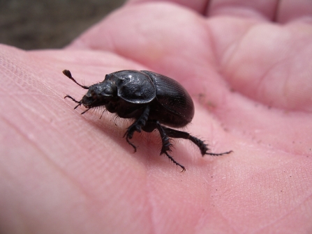 A dung beetle on Nancy's hand