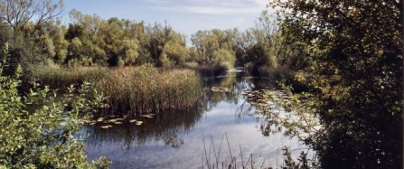 Felmersham Gravel Pits