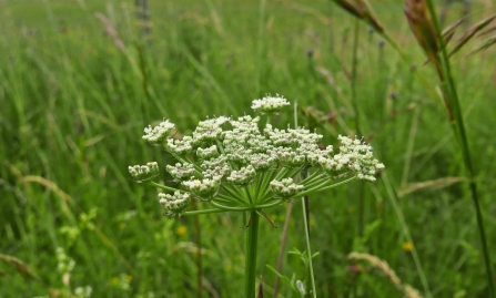 Moon carrot at Knocking Hoe NR -