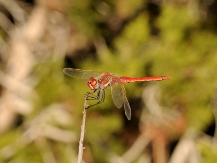 A red-veined darter dragonf;y at rest on a small twig