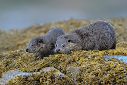 An adult otter and her cub - Isle of Mull.