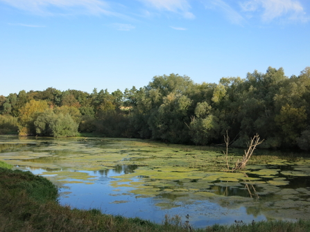 Summer - Pitsford Water Nature Reserve