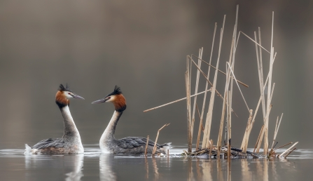 Two grebes facing each other as part of their courtship dance