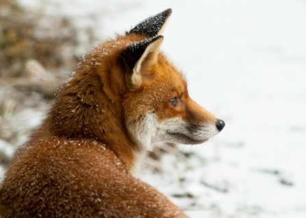 A garden fox in the snow