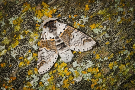 Sallow kitten moth camouflaged against a lichen-covered table