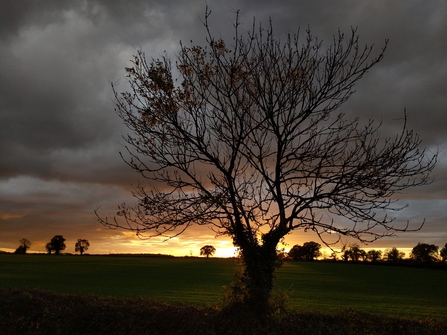 Tree at sunset by Rebecca Neal