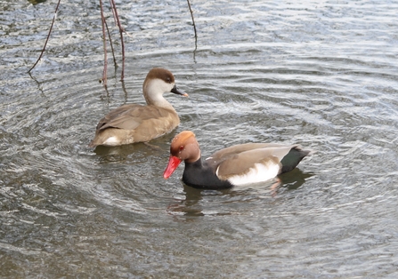 Pair of red-crested pochard