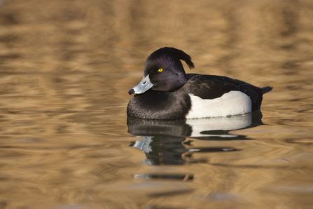Male tufted duck