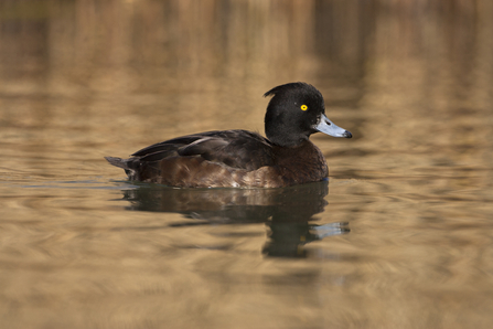 Female tufted duck