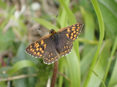 A photo of a Duke of Burgundy butterfly