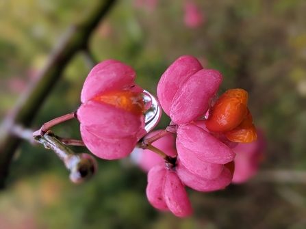 Spindle fruits 