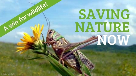A win for wildlife! Saving nature now - with grasshopper on a dandelion