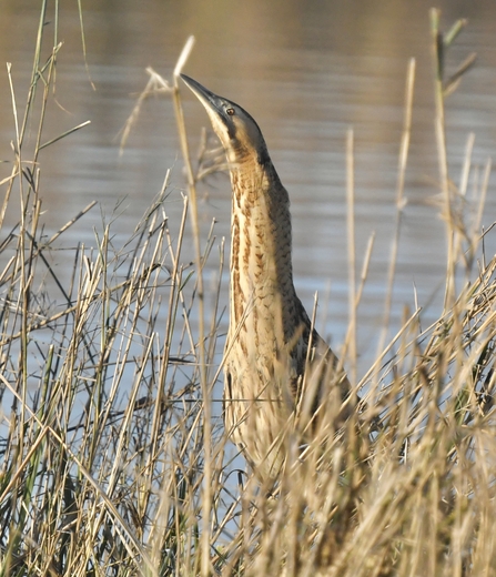 A bittern in the reeds, pointing its beak up into the air