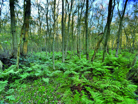 A lush-looking woodland with greenery growing at the base of trees