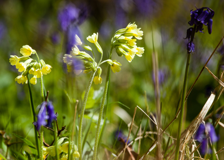 Yellow oxlips flowering among purply-blue bluebells