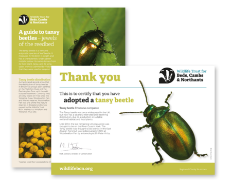 A picture of the certificate and factsheet you'll get when you adopt a tansy beetle
