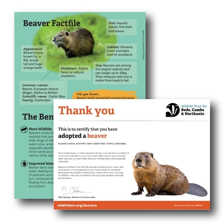Beaver factfile preview and adoption certificate