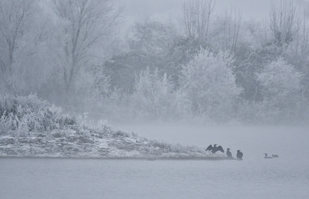 Incredibly frosty and misty view across a body of water surrounded by frosted trees, a few birds perched on the bank