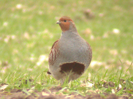 Grey Partridge close up to the camera contrasting against bright green grass