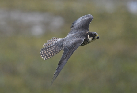 A hobby, close up, in flight against a blurred green rocky background