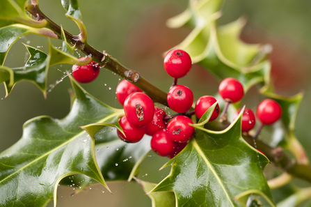 A branch of holly, bright red berries and sharp, waxy leaves 