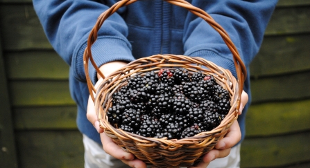 Blackberry picking by Amy Lewis