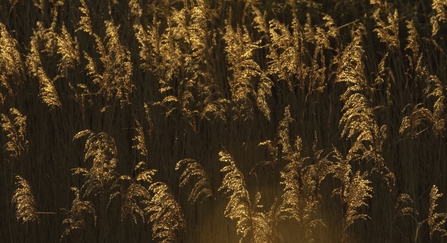 Reed bed by Chris Gomershall/2020VISION