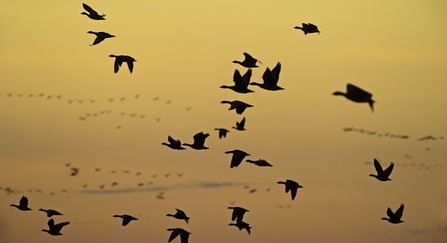 Pink-footed Geese Anser brachyrhynchus leaving overnight roost