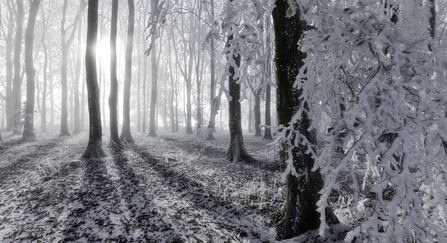 Beech woodland with hoar frost by Guy Edwards/2020VISION