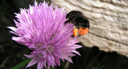 Red-tailed bumblebee on chives by Richard Burkmar