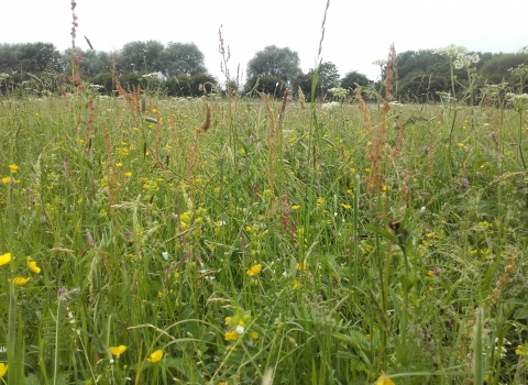 A meadow in Northamptonshire